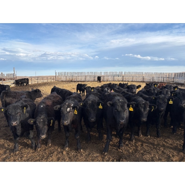 Lowe Ranches - 685# March Delivery Steers - 44 Head (Nanton, AB)