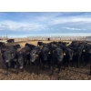 Image 1 : Lowe Ranches - 685# March Delivery Steers - 44 Head (Nanton, AB)