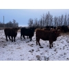 Image 8 : Chris Bartel - 900# March Delivery Heifers - 70 Head (Fort Vermilion, AB)