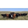 Image 11 : McDougald Ranch Ltd. - 790# September Delivery Grass Heifers - 100 Head (Maple Creek, SK)