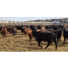 Image 8 : M.S. MacLean Livestock - 17 Black Angus Replacement Heifers (Coaldale, AB)