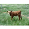 Image 9 : Circus Coulee Cattle - 550# November Delivery Steer Calves - 100 Head (Dorothy, AB) 