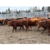 Image 3 : CL Ranches Ltd. - 810# March/April Delivery Steers - 70 Head (Cochrane, AB)