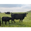 Image 20 : Malarky Farms - 35 Black/Black X Cow/Calf Pairs (Newdale, MB)