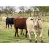 Image 7 : Kings Corner Farms - 840# October Delivery Grass Heifers - 75 Head (Corning, SK)