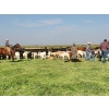 Image 8 : Hiebert Ranches - 620# October Delivery Steer Calves - 170 Head (Gem, AB)