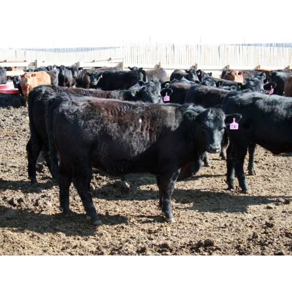 NorthBend Cattle Corp. - 32 Black Replacement Heifers (Scandia, AB)