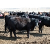 Image 1 : NorthBend Cattle Corp. - 32 Black Replacement Heifers (Scandia, AB)