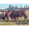 Image 8 : Valley View Ranch - 945# September Delivery Grass Heifers - 58 Head (Strathmore, AB)