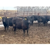 Image 9 : Wade Fewings - 850# April Delivery Steers - 70 Head (Pierson, MB) VBP+