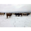 Image 3 : Merrick Campbell Herd Dispersal - 32 Mature Bred Cows (Calahoo, AB) VBP+