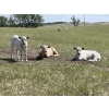 Image 2 : Cody & Brittany Black/Kirby & Cori Black - 525# October Steer Calves - 100 Head (Water Valley, AB)
