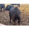 Image 9 : Jay Be Acres Ltd. - 920# April Delivery Steers - 66 Head (Deloraine, MB) 