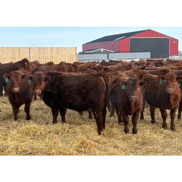 Winn Man Farms - 780# March Delivery Steers - 78 Head (Winnipegosis, MB)