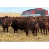 Image 1 : Winn Man Farms - 780# March Delivery Steers - 78 Head (Winnipegosis, MB)