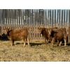 Image 4 : Rusty Ridge Cattle Co. Ltd. - 850# February Delivery Heifers - 64 Head (Bowden, AB)