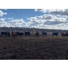 Image 6 : Moore Ranching - 800# May Delivery Heifers - 101 Head (Loon Lake, SK)