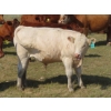 Image 7 : Thackeray Land & Cattle Inc. - 680# November Delivery Steer Calves - 90 Head (Goodwater, SK)