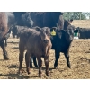 Image 3 : Schunicht Farms - 700# Dec/Jan Delivery Weaned Steers - 80 Head (Strathmore, AB)