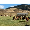 Image 6 : Harpur Ranch - 590# November Delivery Steer Calves - 70 Head (Rock Creek, BC)