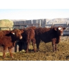 Image 2 : Riverview Ranch Ltd. - 720# February Delivery Steers - 55 Head (Bow Island, AB)
