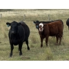 Image 3 : Logan & Shawni Jo James - 665# Oct/Nov Delivery Steer Calves - 80 Head (Drumheller, AB)