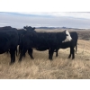 Image 7 : One Mile Ranch - 6 BBF Angus X Spring Calving Bred Heifers (Cowley, AB)