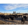Image 6 : Franz Land & Cattle - 840# March Delivery Heifers - 75 Head (Medicine Hat, AB)