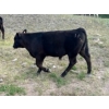 Image 5 : J. Manning & A. Bates - 590# October Delivery Steer Calves - 65 Head (Hat Creek, BC)