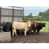 Image 3 : Jason Szymanek - 750# June Delivery Heifers - 75 Head (Stauffer, AB)