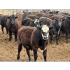 Image 4 : Richard Rosen - 1020# May Delivery Steers - 75 Head (Rainier, AB)