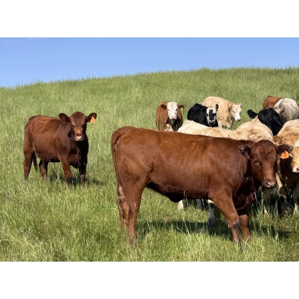 Midpoint Farms - 900# October Delivery Grass Heifers - 210 Head (Drayton Valley, AB)