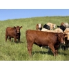 Image 1 : Midpoint Farms - 900# October Delivery Grass Heifers - 210 Head (Drayton Valley, AB)