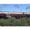 Image 8 : Westwick Ranching - 4 Red 2nd Calvers (Pen 511)