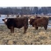 Image 3 : Kevin Szymanek - 875# February Weaned Steers - 70 Head (Stauffer, AB)