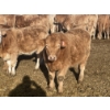 Image 2 : Stankievech Ranches - 690# January Delivery Heifers - 80 Head (Trochu, AB)