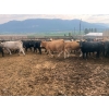 Image 8 : Westwold View Farms - 885# September Delivery Spayed Heifers - 70 Head (Westwold, BC)