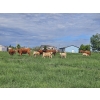 Image 6 : J&E Farms Ltd. - 650# November Delivery Steer Calves - 90 Head (Tilley, AB)
