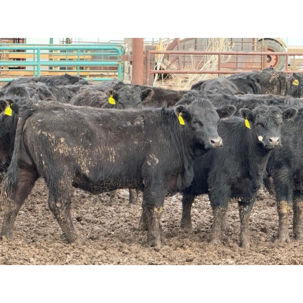 Doerksen Farms - 1000# August Delivery Heifers - 63 Head (Gem, AB)