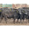 Image 1 : Doerksen Farms - 1000# August Delivery Heifers - 63 Head (Gem, AB)