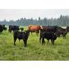 Image 10 : Vandenhoven Farms - 650# November Delivery Steer Calves - 95 Head (Rimbey, AB) VBP+