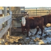 Image 1 : Fox Cattle Co. - 3 Bred Heifers (Pen 506)
