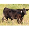 Image 9 : Clay Ridge Stock Farms Inc. - 580# Nov/Dec Steer Calves - 105 Head (Fairlight, SK)