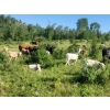 Image 3 : Proulx Ranch & Family - 585# October Delivery Steer Calves - 55 Head (Barriere, BC)