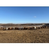 Image 2 : Reilly Lake Ranching - 900# March Delivery Weaned Heifers - 140 Head (Lloydminster, AB)