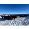 Image 2 : 9 - 9 Ranch Ltd. - 720# February Delivery Steers - 50 Head (Coronation, AB)