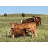 Image 2 : Cold Creek Land & Cattle - 675# October Delivery Steer Calves - 65 Head (Old Wives, SK) VBP+