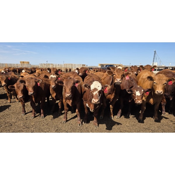 Ripple Rock Ranch - 925# June Delivery Heifers - 130 Head (Fincastle, AB)