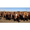 Image 1 : Ripple Rock Ranch - 925# June Delivery Heifers - 130 Head (Fincastle, AB)