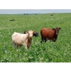 Image 6 : Cluny Colony - 680# October Delivery Steer Calves - 70 Head (Cluny, AB)